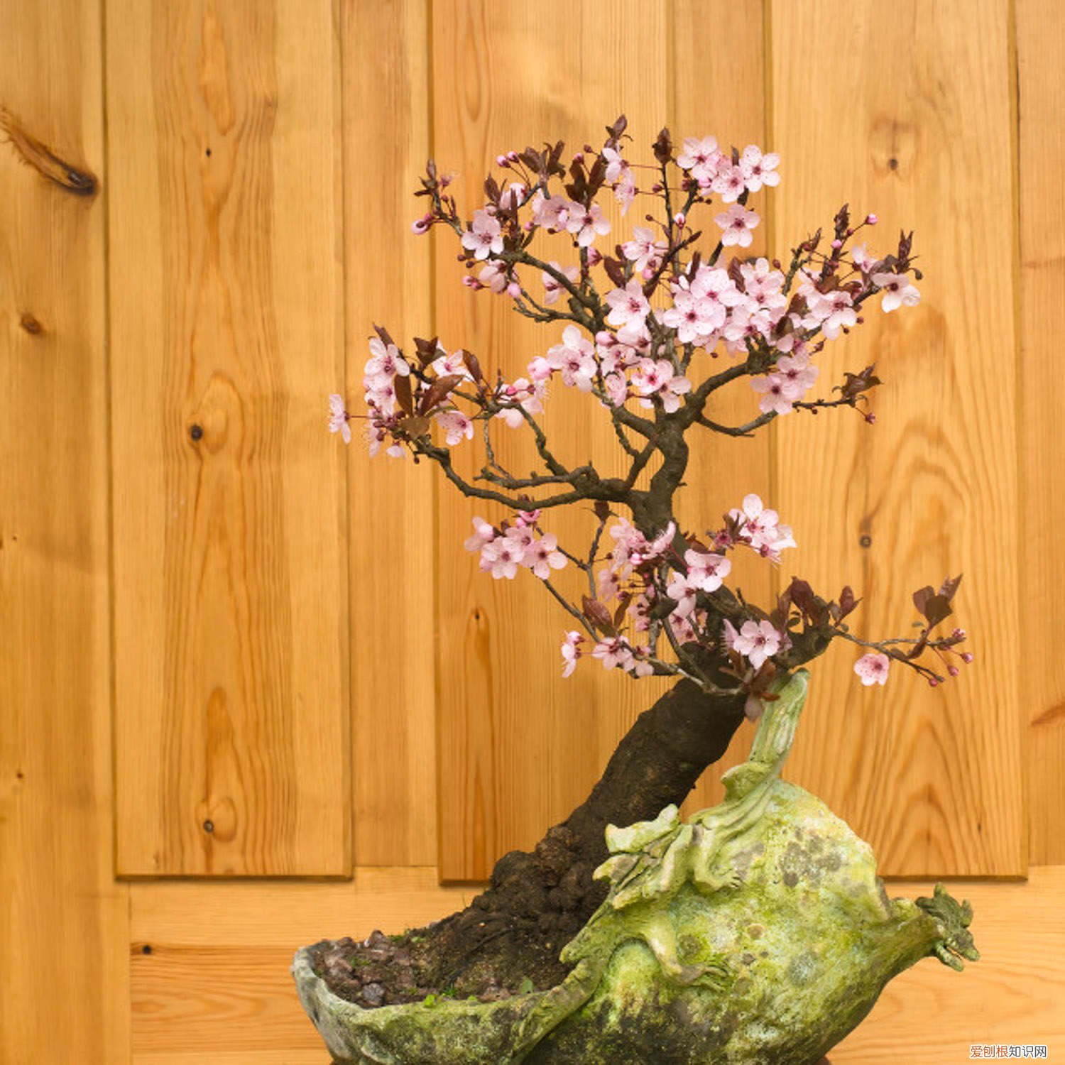 梅花苗怎么种植包到盆栽里 梅花苗怎么种植