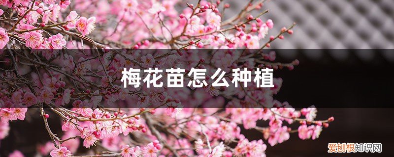 梅花苗怎么种植包到盆栽里 梅花苗怎么种植