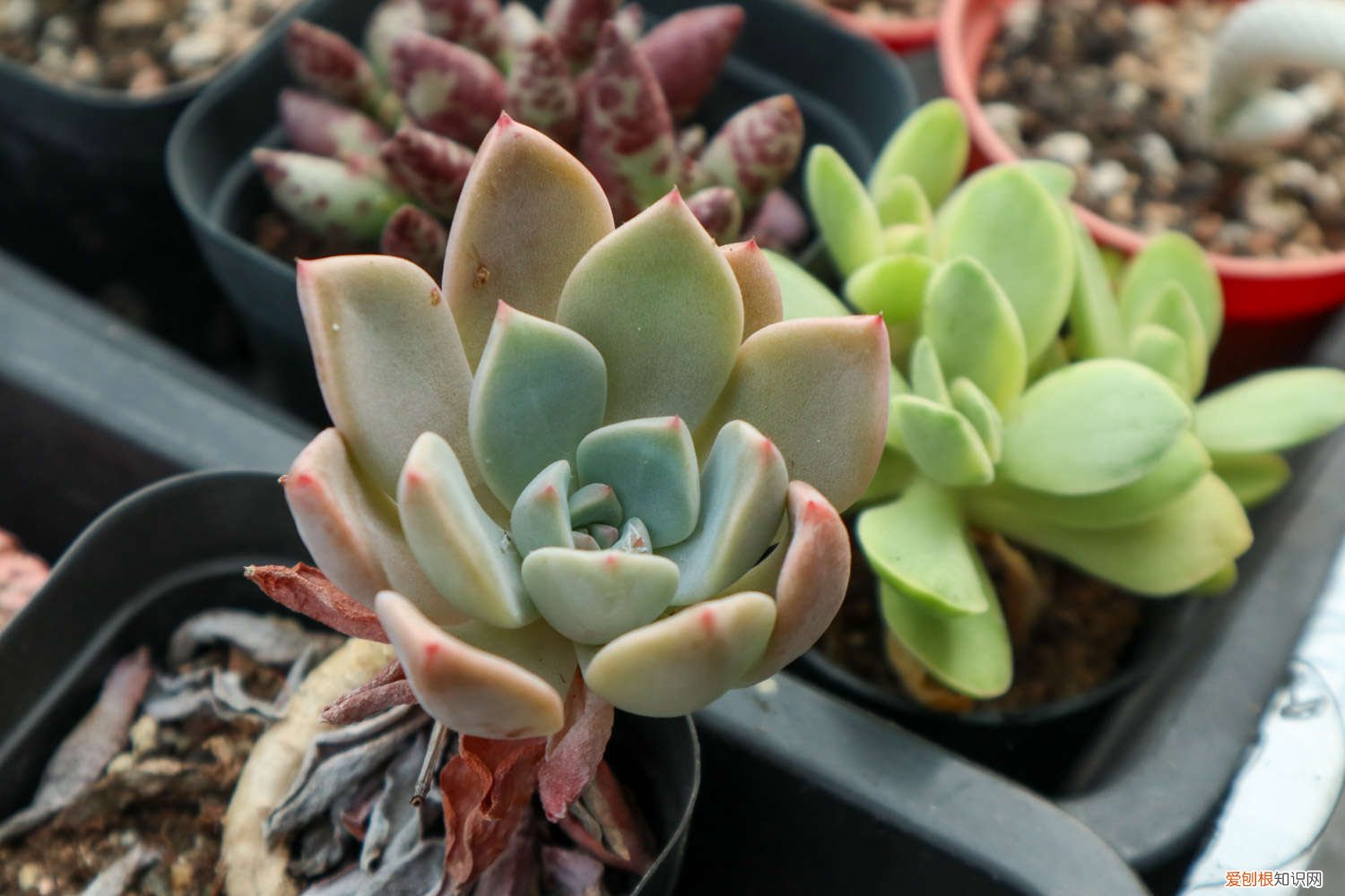 怎么多肉叶插 肉肉植物怎么叶插