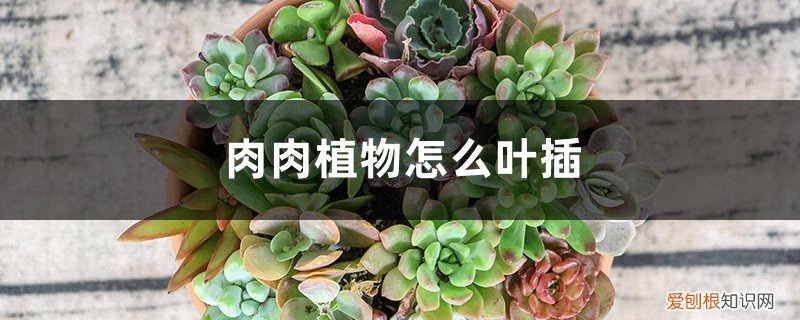 怎么多肉叶插 肉肉植物怎么叶插