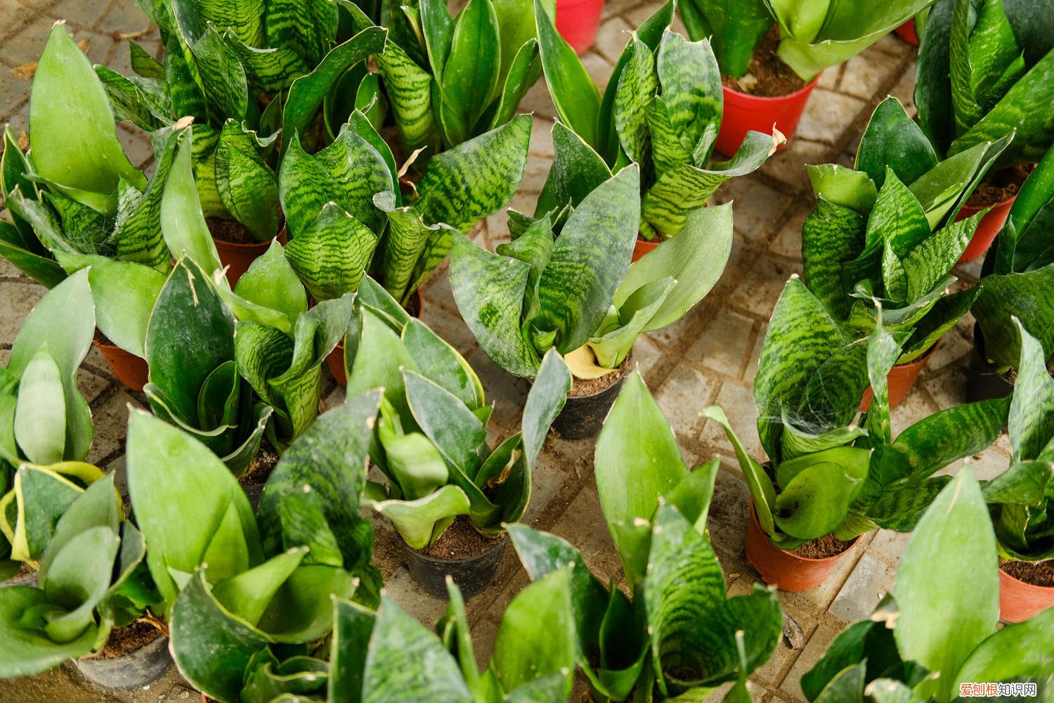 如何扦插虎皮兰快速生根 扦插虎皮兰快速生根法