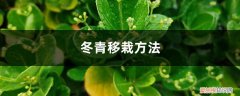 冬青栽种方法 冬青移栽方法