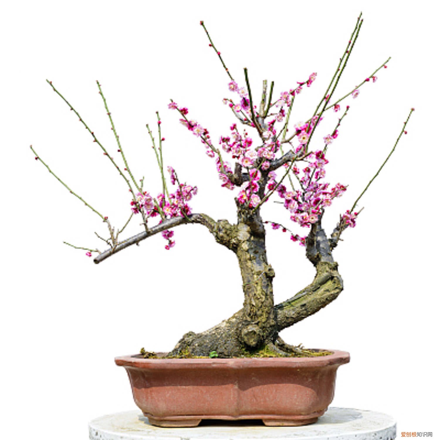 梅花如何扦插成活率高 梅花如何扦插