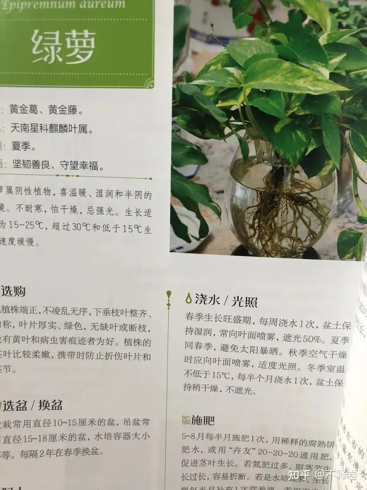 新手学养花，从新手到高手，养花一点通