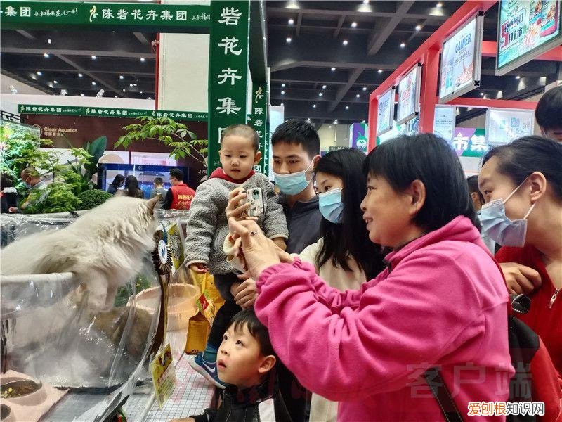 2021宠物展会时间，2021年“中部宠物第一展”：“萌宠”嘉年华 新潮“宠”经济