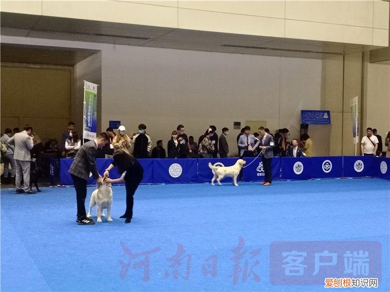 2021宠物展会时间，2021年“中部宠物第一展”：“萌宠”嘉年华 新潮“宠”经济