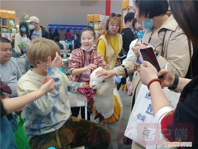 2021宠物展会时间，2021年“中部宠物第一展”：“萌宠”嘉年华 新潮“宠”经济