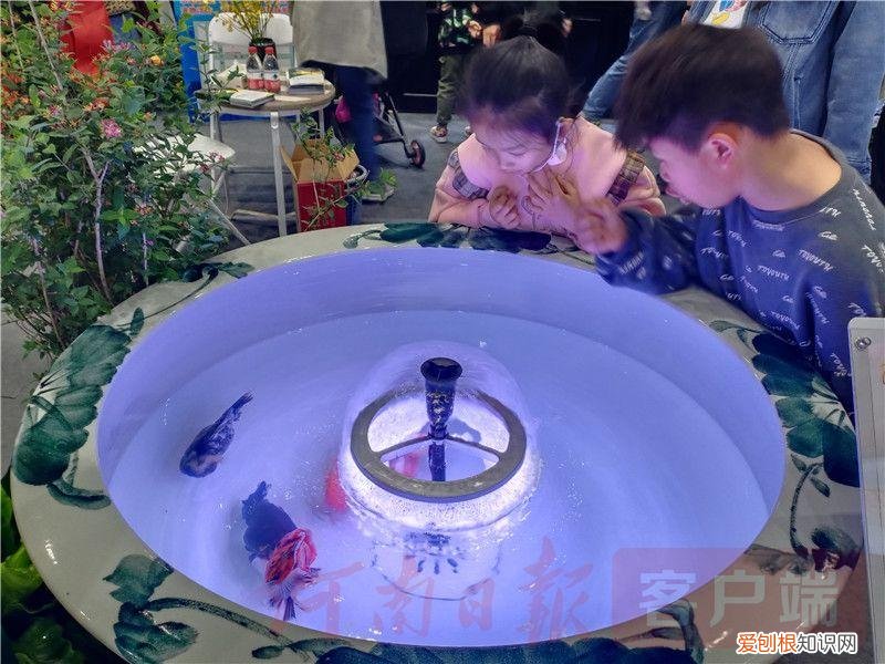 2021宠物展会时间，2021年“中部宠物第一展”：“萌宠”嘉年华 新潮“宠”经济