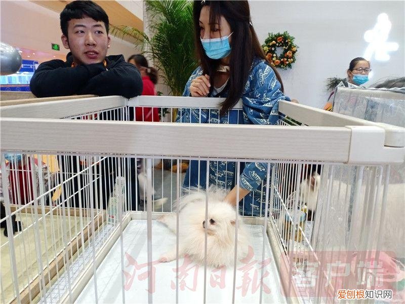 2021宠物展会时间，2021年“中部宠物第一展”：“萌宠”嘉年华 新潮“宠”经济