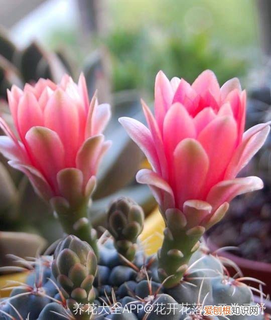 浇花培养孩子什么能力，养花要从小培养，浇浇水施施肥，让孩子体会到动手的乐趣