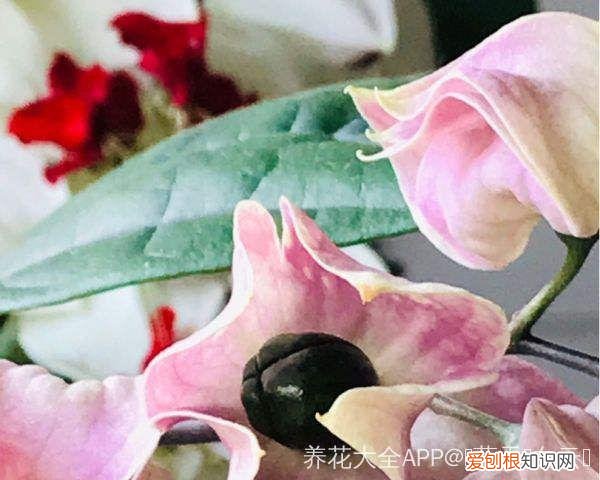 浇花培养孩子什么能力，养花要从小培养，浇浇水施施肥，让孩子体会到动手的乐趣