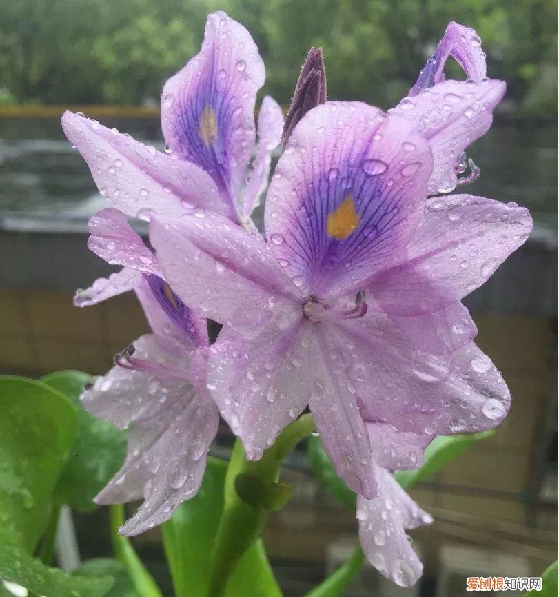 浇花培养孩子什么能力，养花要从小培养，浇浇水施施肥，让孩子体会到动手的乐趣