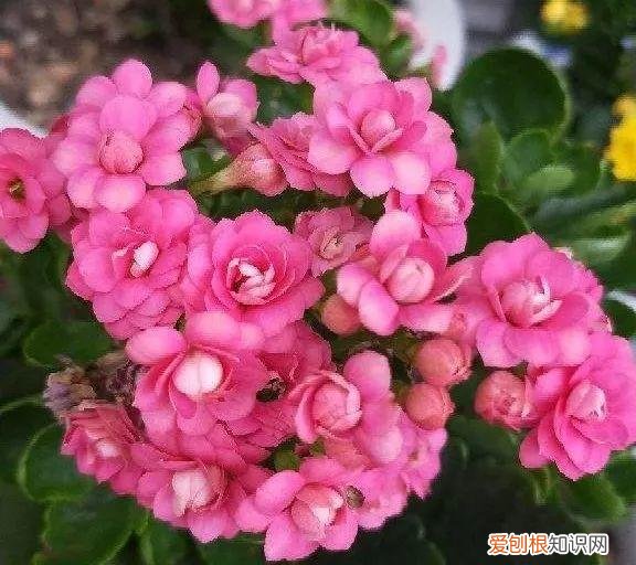 浇花培养孩子什么能力，养花要从小培养，浇浇水施施肥，让孩子体会到动手的乐趣