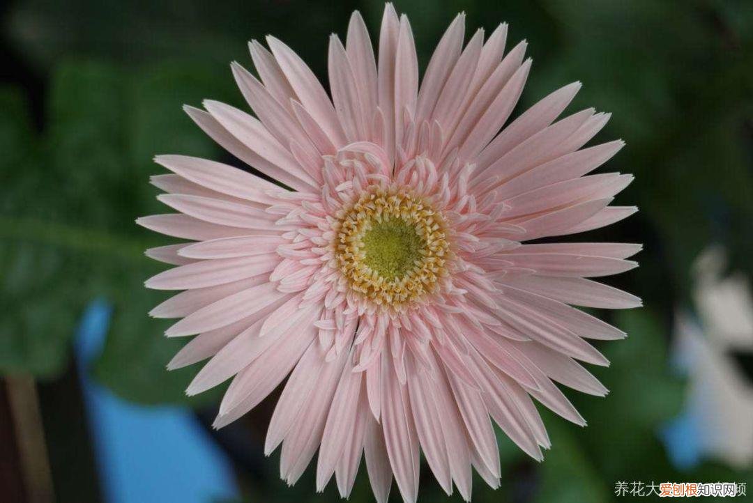 浇花培养孩子什么能力，养花要从小培养，浇浇水施施肥，让孩子体会到动手的乐趣