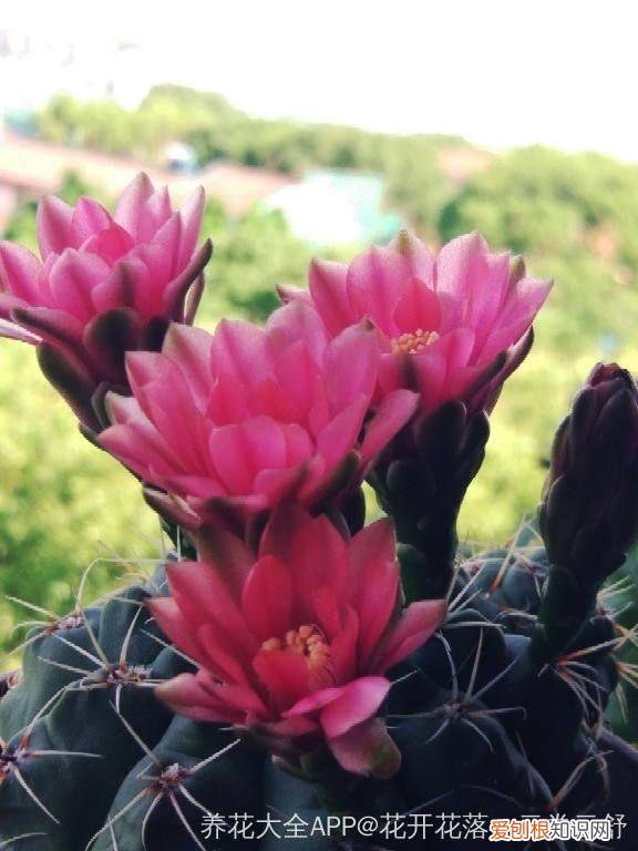 浇花培养孩子什么能力，养花要从小培养，浇浇水施施肥，让孩子体会到动手的乐趣