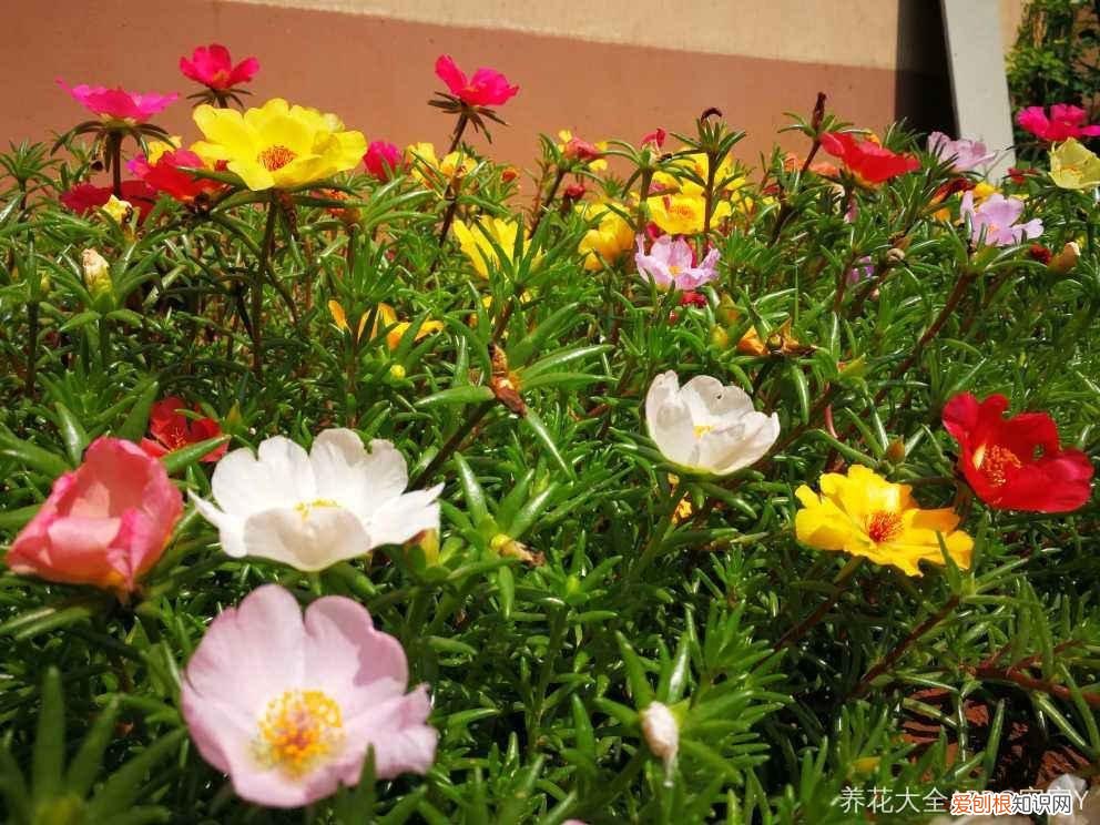 浇花培养孩子什么能力，养花要从小培养，浇浇水施施肥，让孩子体会到动手的乐趣