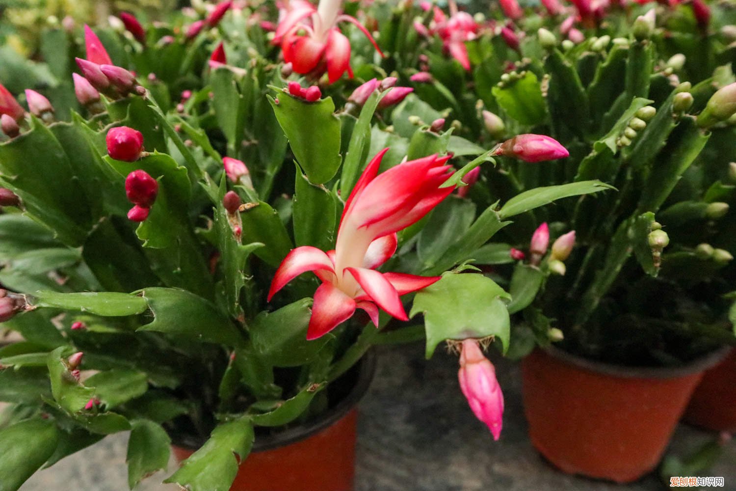 蟹爪兰能和龙骨嫁接吗 龙骨能嫁接蟹爪兰吗