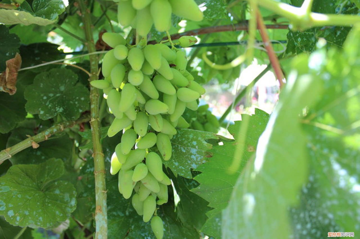 葡萄成熟时怎么管理 葡萄开春后如何管理