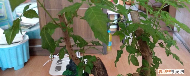 黄荆桩是什么树 黄荆树桩怎么种