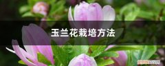 玉兰花栽培方法和技术 玉兰花栽培方法