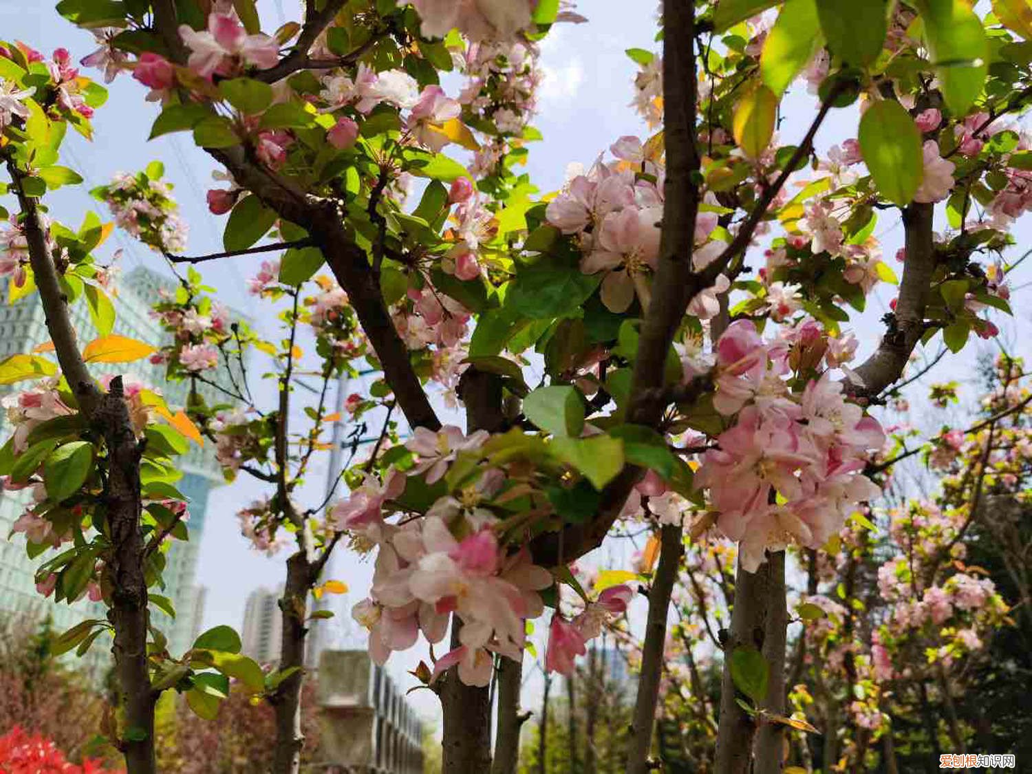 海棠能嫁接什么果树图片 海棠能嫁接什么果树