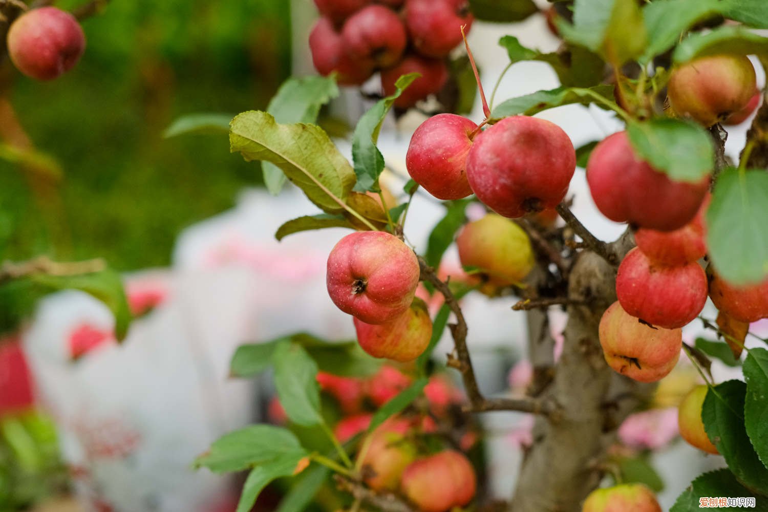 海棠能嫁接什么果树图片 海棠能嫁接什么果树