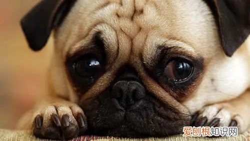 狗对人的依赖，【宠物知识科普篇】其实狗狗非常依赖人，单纯可爱的狗子，只要你在TA就开心~