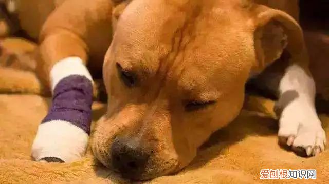 狗对人的依赖，【宠物知识科普篇】其实狗狗非常依赖人，单纯可爱的狗子，只要你在TA就开心~