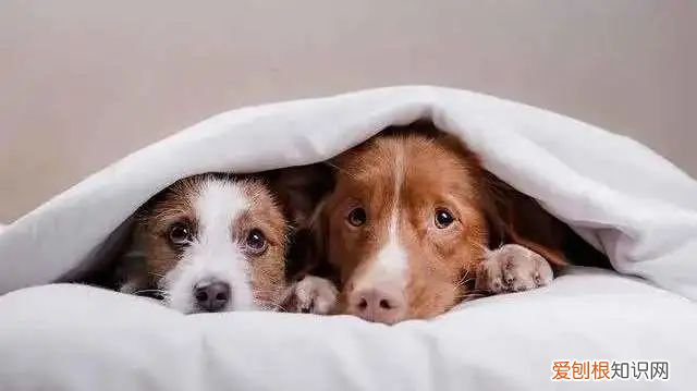 狗对人的依赖，【宠物知识科普篇】其实狗狗非常依赖人，单纯可爱的狗子，只要你在TA就开心~