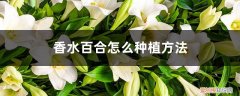 香水百合怎么种植方法视频 香水百合怎么种植