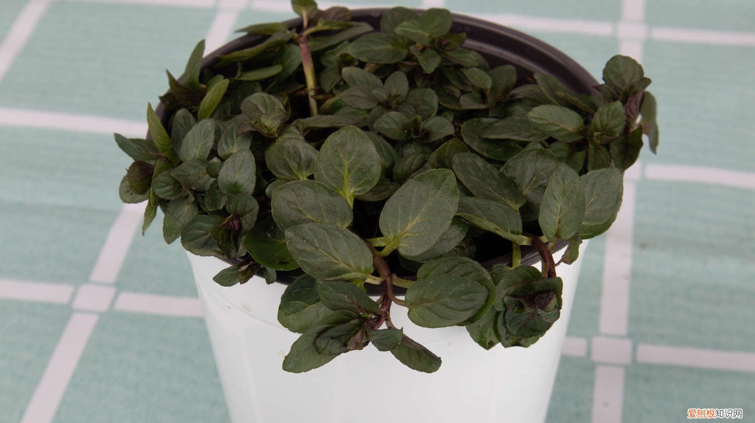 薄荷苗怎么移栽 薄荷苗怎么移植