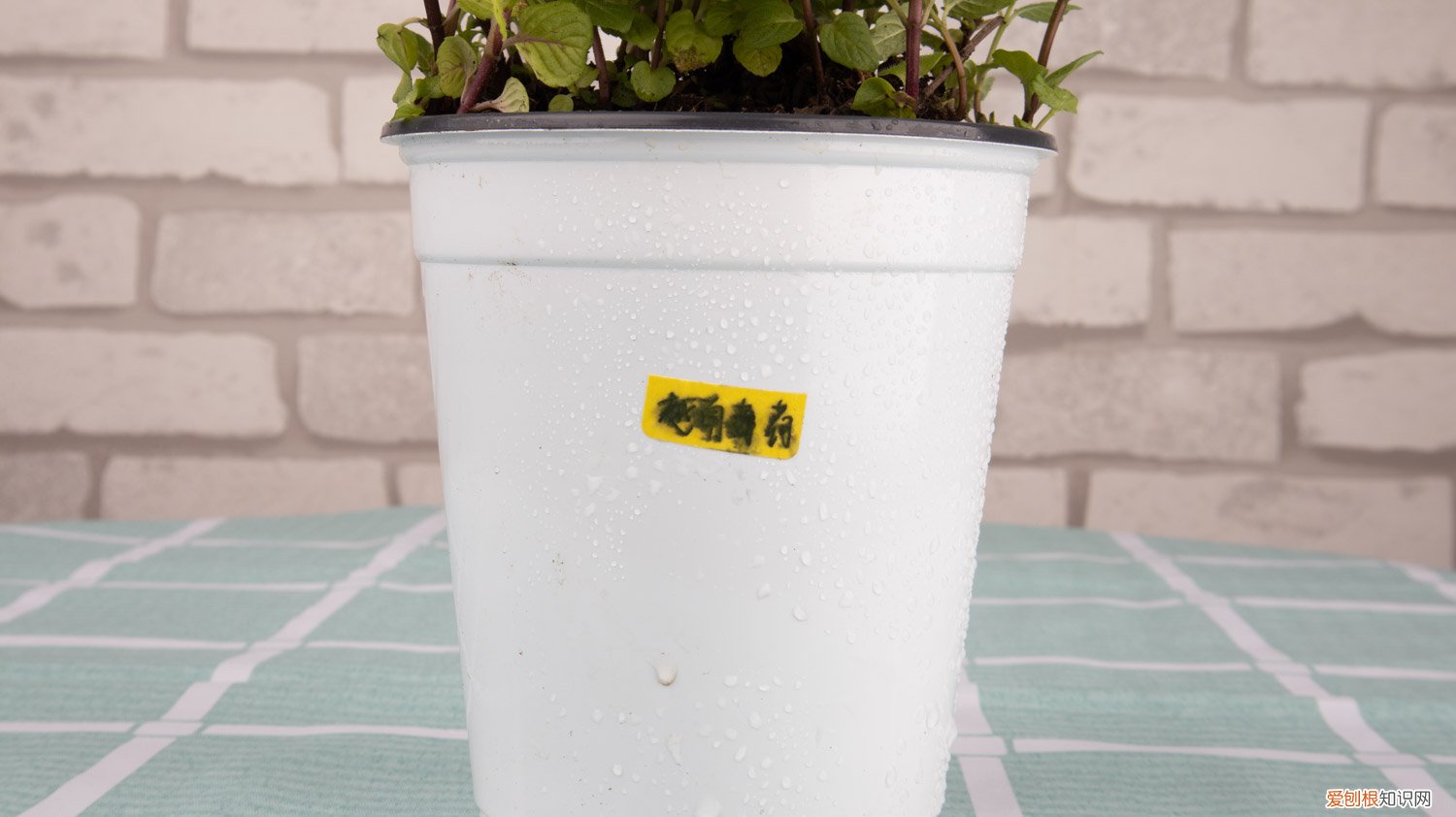 薄荷苗怎么移栽 薄荷苗怎么移植