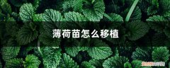 薄荷苗怎么移栽 薄荷苗怎么移植