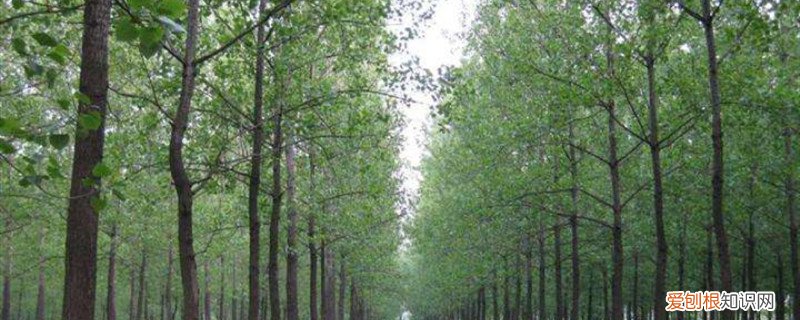 让杨树长得慢的方法 杨树怎样管理长得快