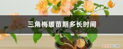 三角梅缓苗期多长时间施一次肥 三角梅缓苗期多长时间