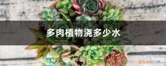 多肉植物多久浇一次水?怎么浇?浇多少 多肉植物浇多少水