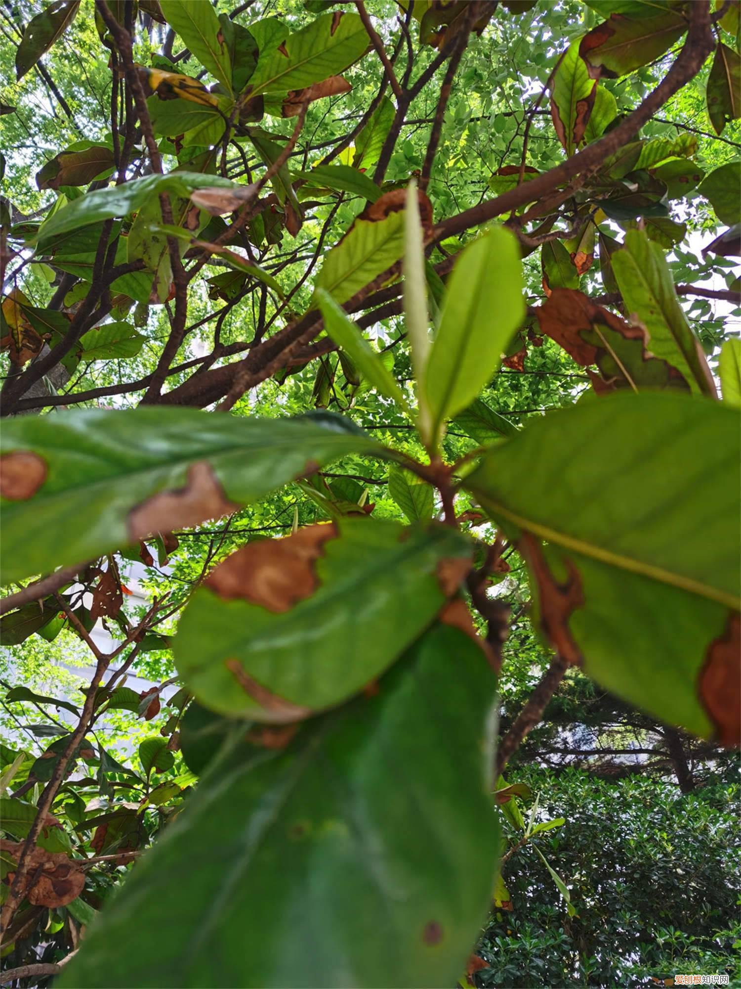 枇杷的种子可以种吗 枇杷子可以种吗
