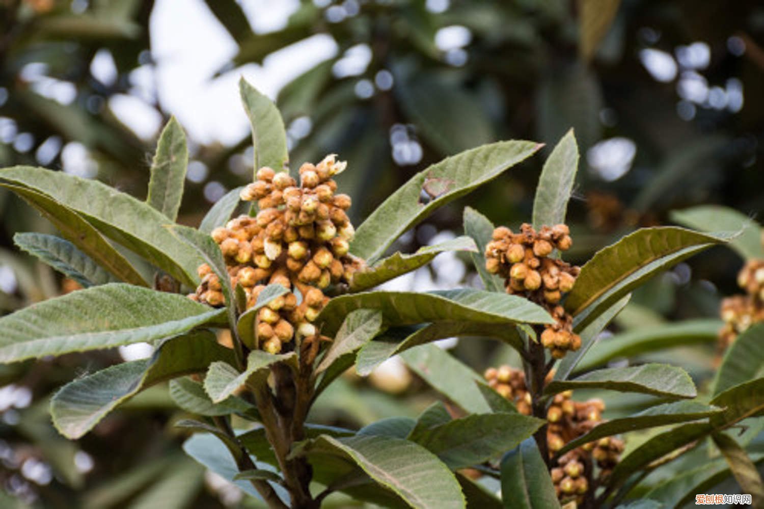 枇杷的种子可以种吗 枇杷子可以种吗