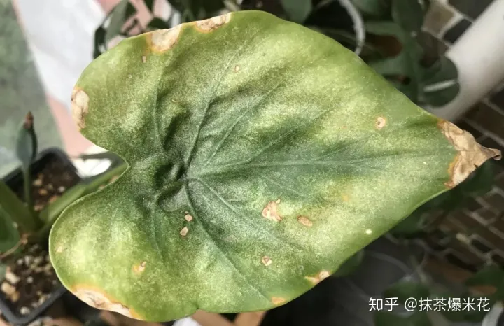 24 花卉红蜘蛛怎么防治?用什么药最有效，【养花必看】园艺小知识——虫害——红蜘蛛