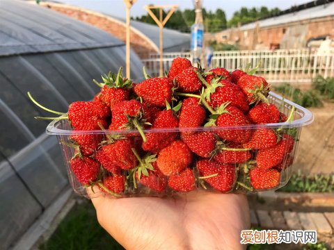 24 花卉红蜘蛛怎么防治?用什么药最有效，【养花必看】园艺小知识——虫害——红蜘蛛