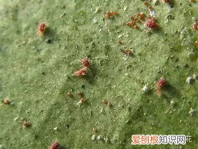 24 花卉红蜘蛛怎么防治?用什么药最有效，【养花必看】园艺小知识——虫害——红蜘蛛