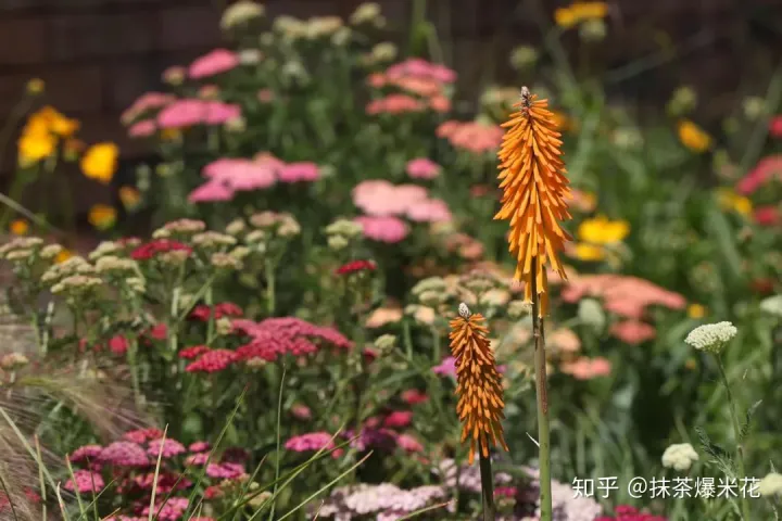 24 花卉红蜘蛛怎么防治?用什么药最有效，【养花必看】园艺小知识——虫害——红蜘蛛