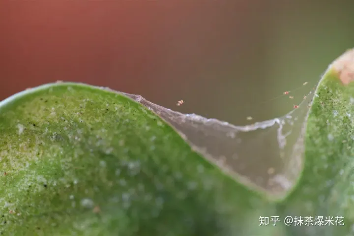 24 花卉红蜘蛛怎么防治?用什么药最有效，【养花必看】园艺小知识——虫害——红蜘蛛