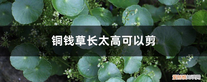 铜钱草剪了还能长吗 铜钱草长太高可以剪掉吗