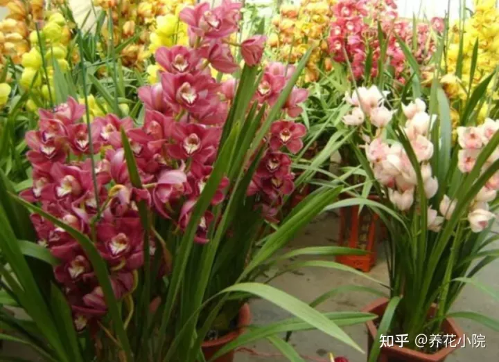 花开富贵盆栽植物，5种“富贵花”，适合过年养，漂亮又喜庆