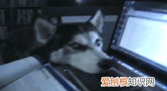 《猫》短文阅读及答案，关于猫狗的12条冷知识，快来看看能答对几题？