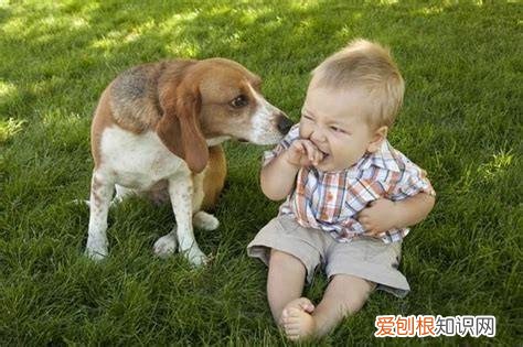 《猫》短文阅读及答案，关于猫狗的12条冷知识，快来看看能答对几题？