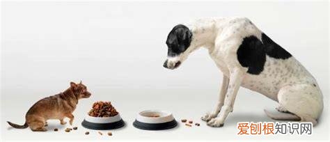 《猫》短文阅读及答案，关于猫狗的12条冷知识，快来看看能答对几题？