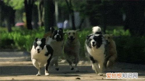 《猫》短文阅读及答案，关于猫狗的12条冷知识，快来看看能答对几题？