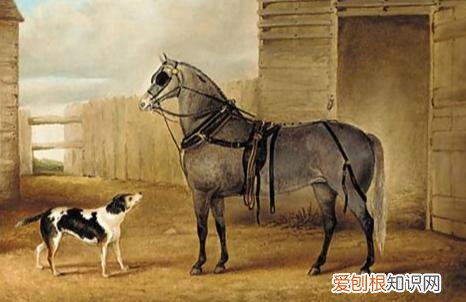 《猫》短文阅读及答案，关于猫狗的12条冷知识，快来看看能答对几题？